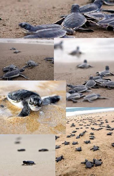 Baby Sea Turtles in Puerto Vallarta